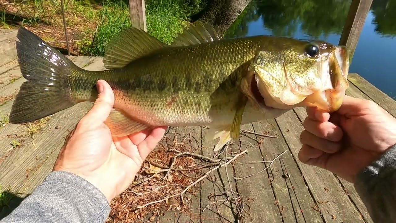 Favorite Defender Spinning Rod/Pflueger President LTD Edition Spinning Reel - The Patriotic Combo