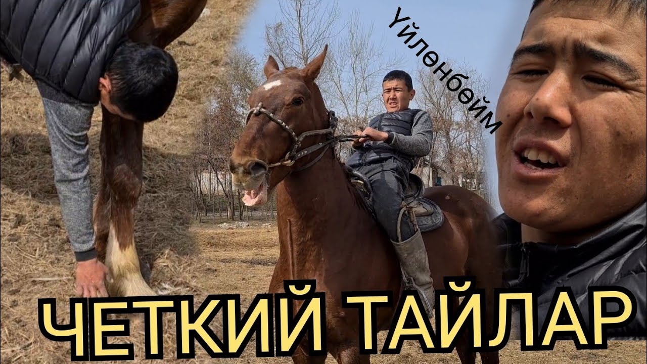 ЗАКА жарды ама 😱ҮЙЛӨНБӨЙМ ТАЙ САТАМ ДЕЙТ