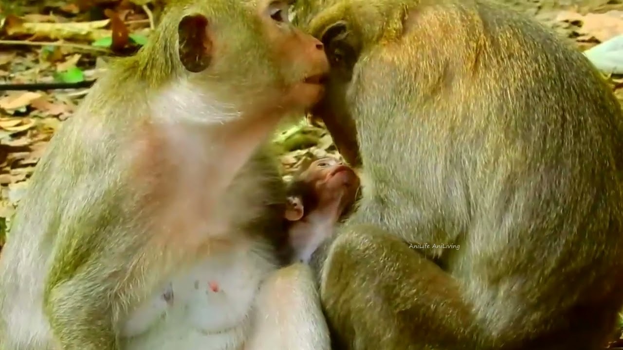The Poor Little Cute Baby Was Refused To Go Back To His Mother | Monkey Hierarchy Ranked