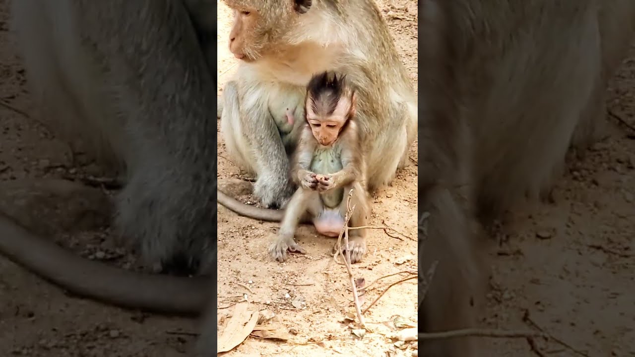 Adorable little monkeys so cuts 
