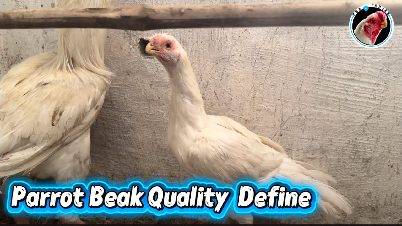 Parrot Beak Quality Define | Panjab | @Pba.panjab 