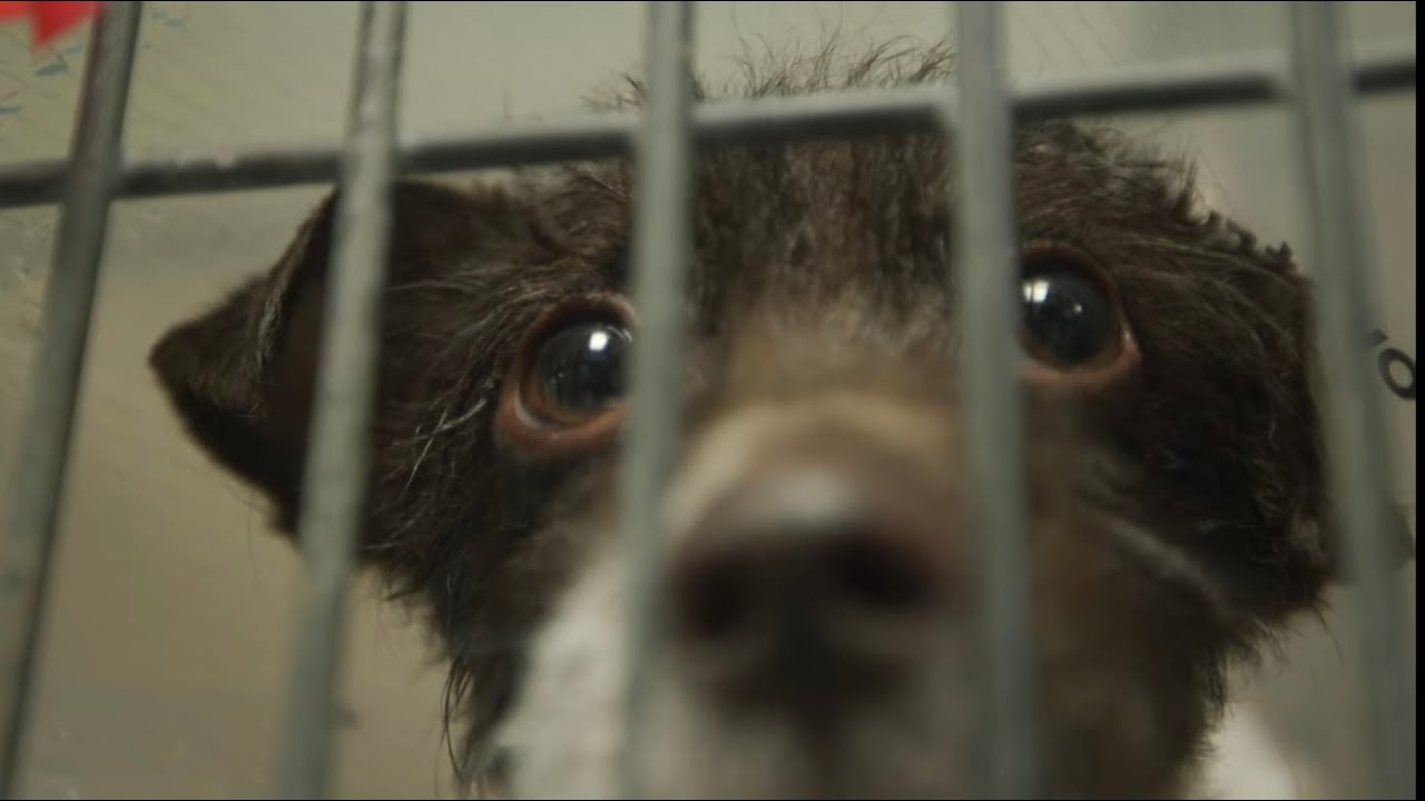 Austin Humane Society Puppy Bowl