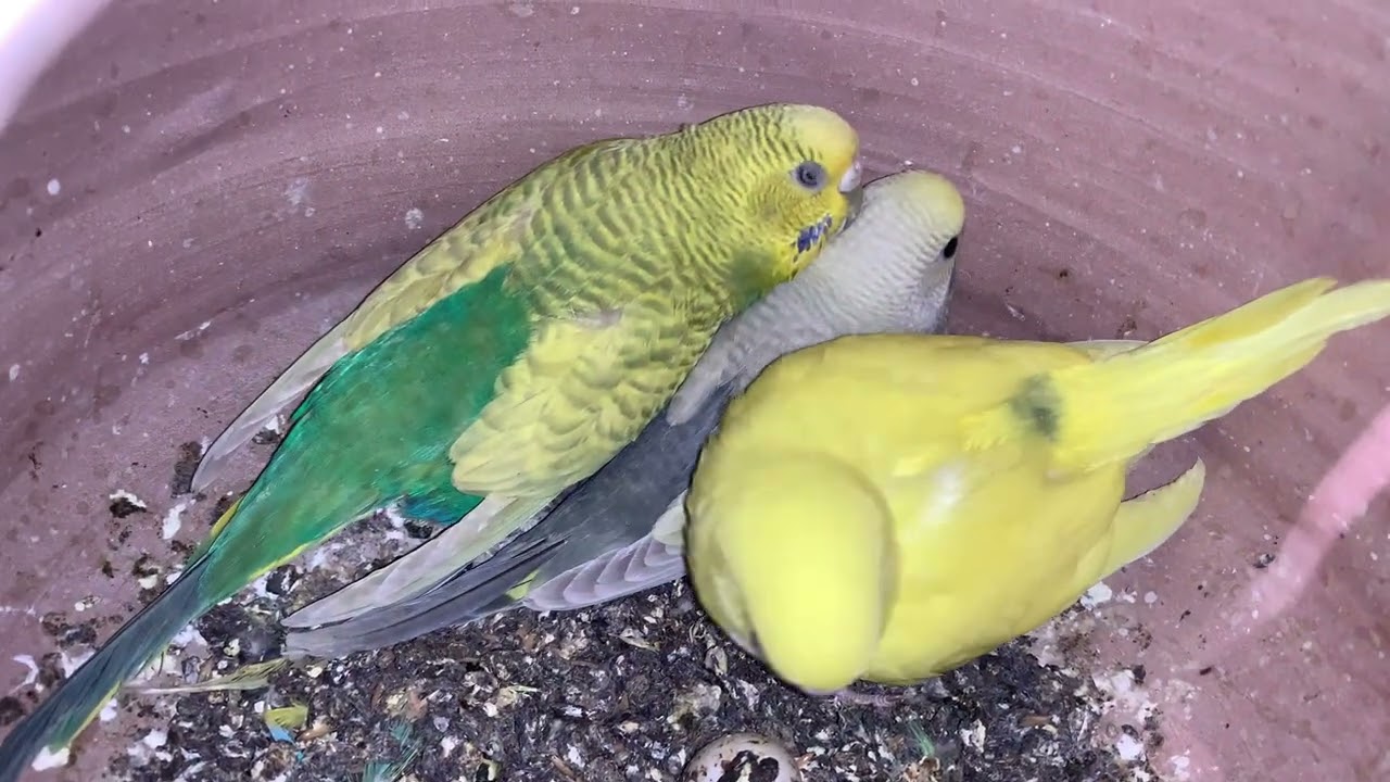Available birds 03472433231 #parrotbreeding #parrot #budgies #rainbowbudgies #parrot #parrotbreeding