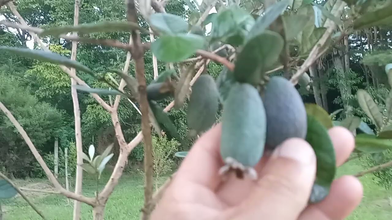 Entardecer em mariopolis Paraná 
