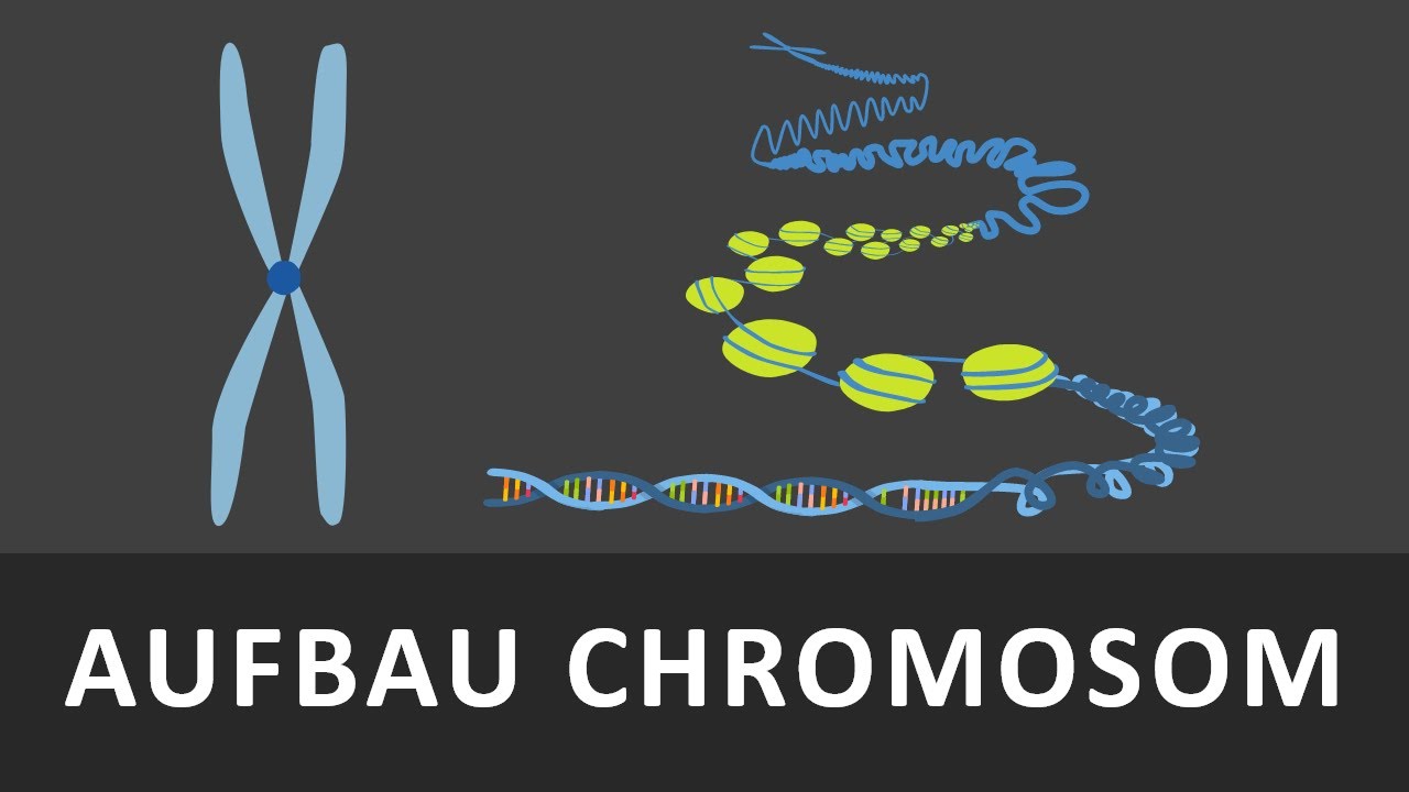 Aufbau Chromosomen | Chromatin | Spiralisierung der DNA einfach erkl&auml;rt | Verpackung der DNA