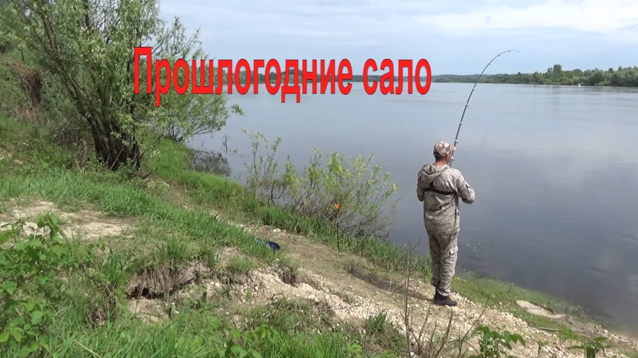 Лещ на Сало! Рыбалка на ОДНУ Донку на Оке в Июне 2024!