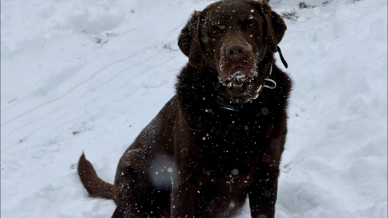 Snow 1/31/26