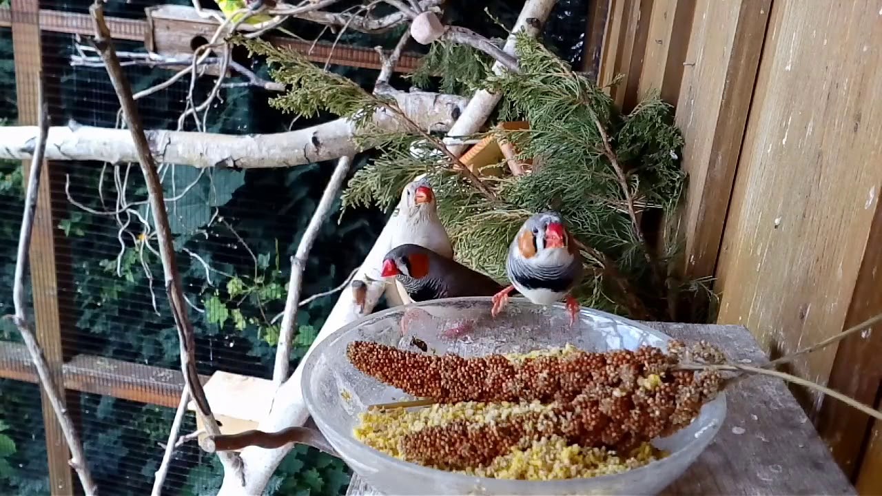 Das Leben in unserer Vogelvoliere / Fütterung