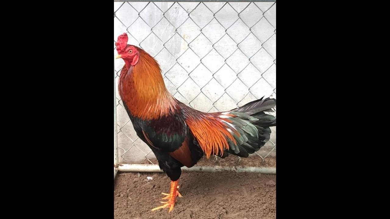 Cách trị gà bị tiêu chảy ( đi phân lỏng có nước)