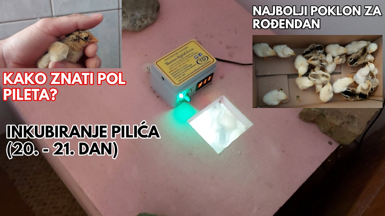 KAKO ODREDITI POL KOD PILIĆA  - INKUBIRANJE PILIĆA (21.DAN) - Najbolji poklon za rođendan