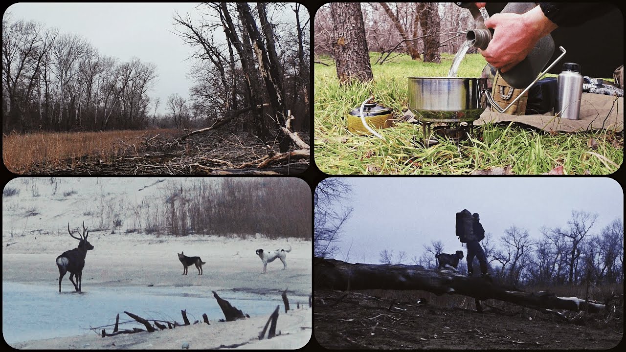 Outdoor with Schnauzer. Winter Nature. Wild Animals.