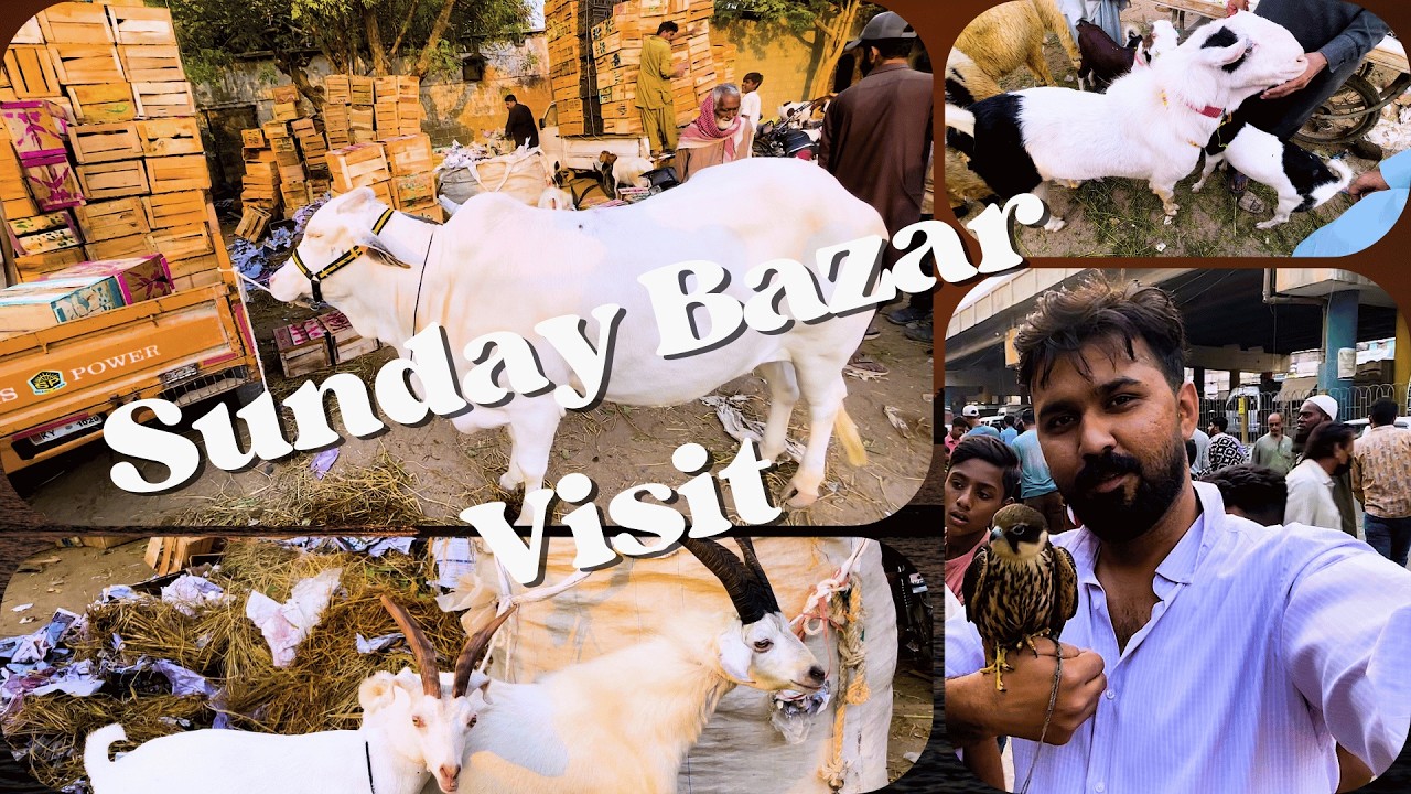 Sunday Bazar Mein Kya Kya Mila? 😲 Janwaron Ka Zabardast Market Tour | Hamare Dost Animals Vlog 59