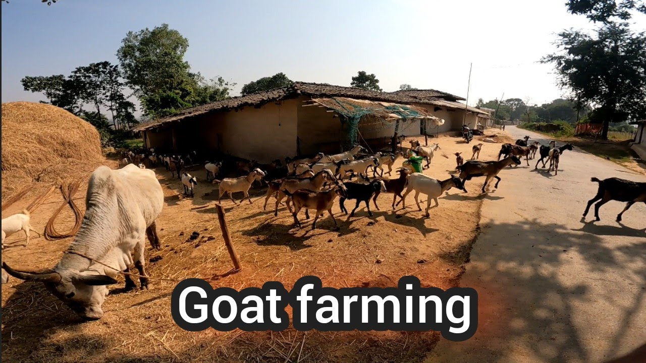 Goat farming । agriculture goat farming