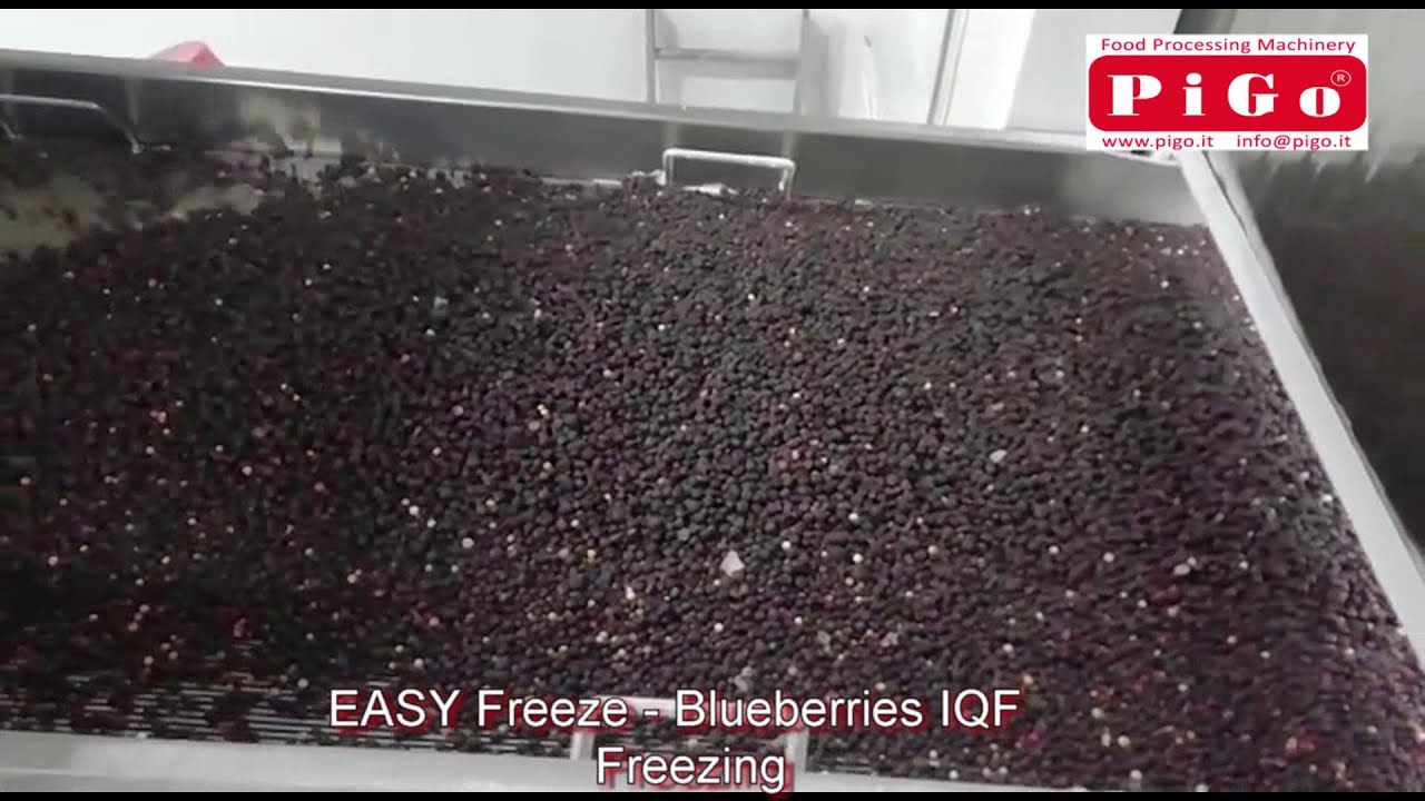 PIGO srl - Blueberries IQF Freezeing