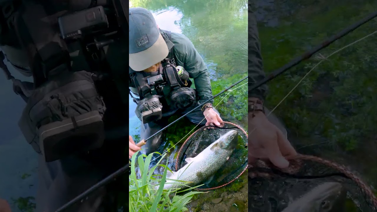 Truite de mer 73 - Seatrout - June 2023