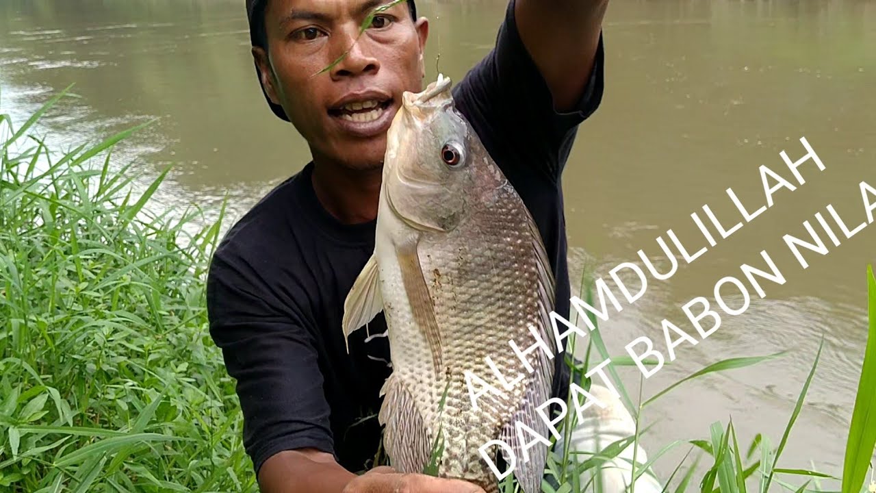 mancing ikan nila dengan umpan rumput