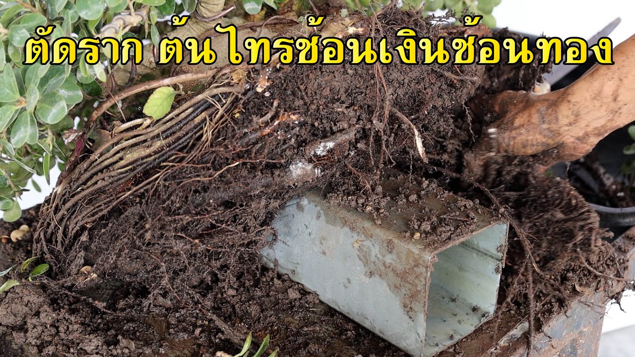 Bonsai Station [Workshop Station] EP.97 ตัดรากไทรช้อนเงินช้อนทอง