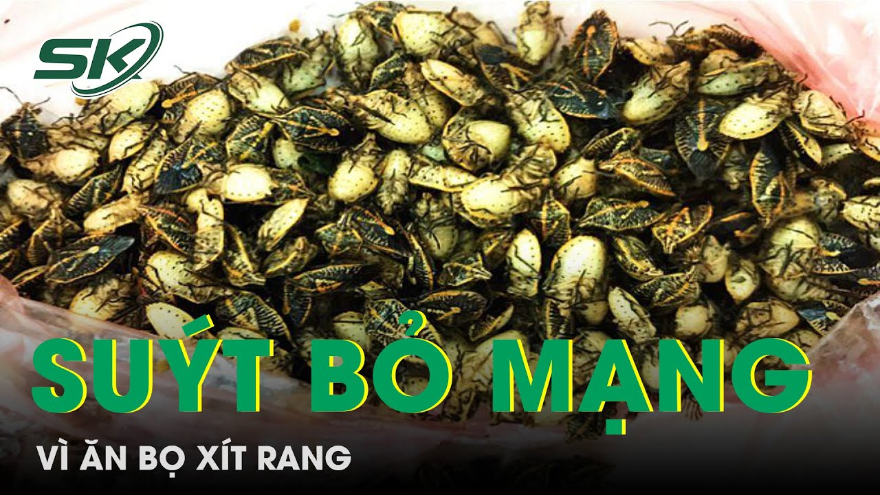 Ngộ Độc Nặng, Su&yacute;t Bỏ Mạng V&igrave; Ăn Bọ X&iacute;t Rang | SKĐS
