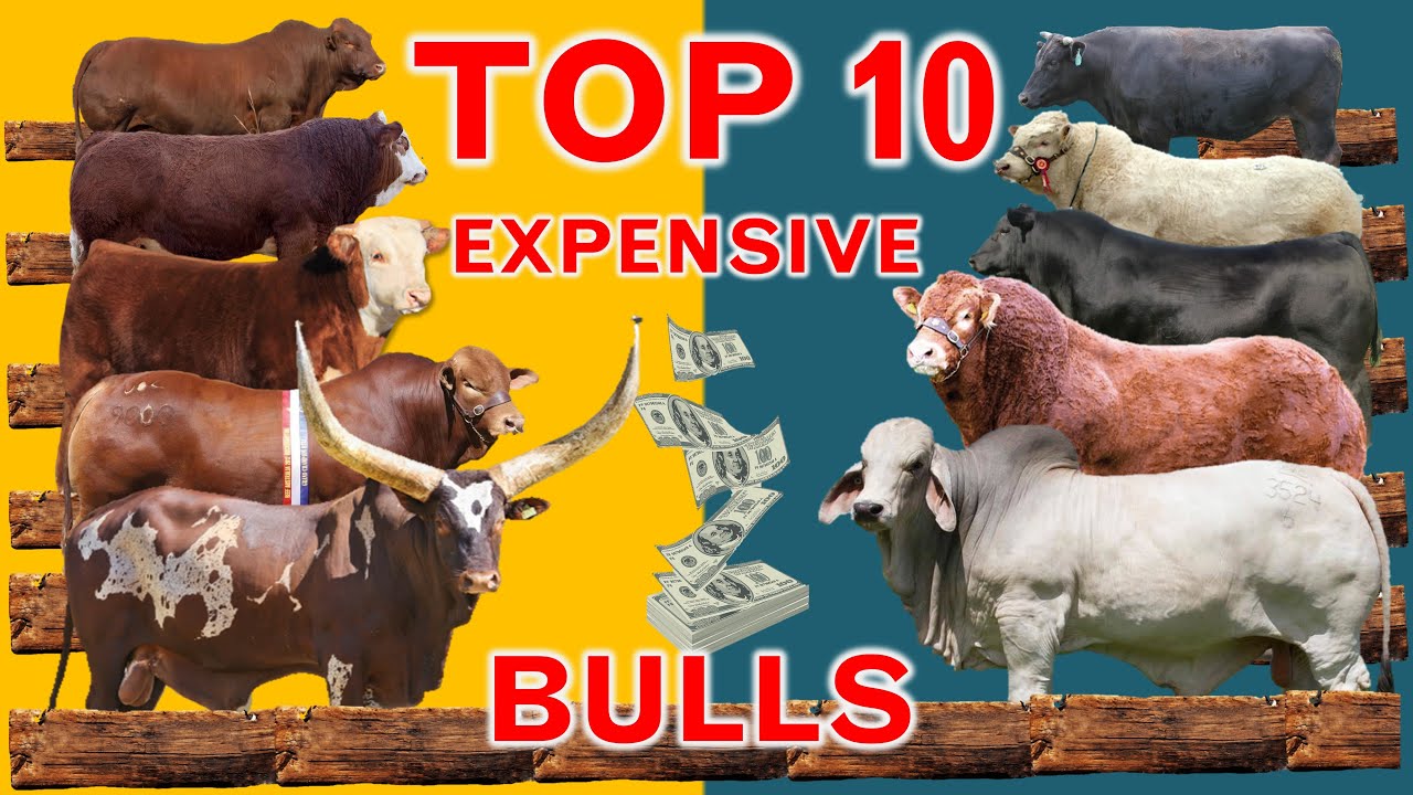 The World's Top 10 Most Expensive Bulls Ever Sold at the Auction