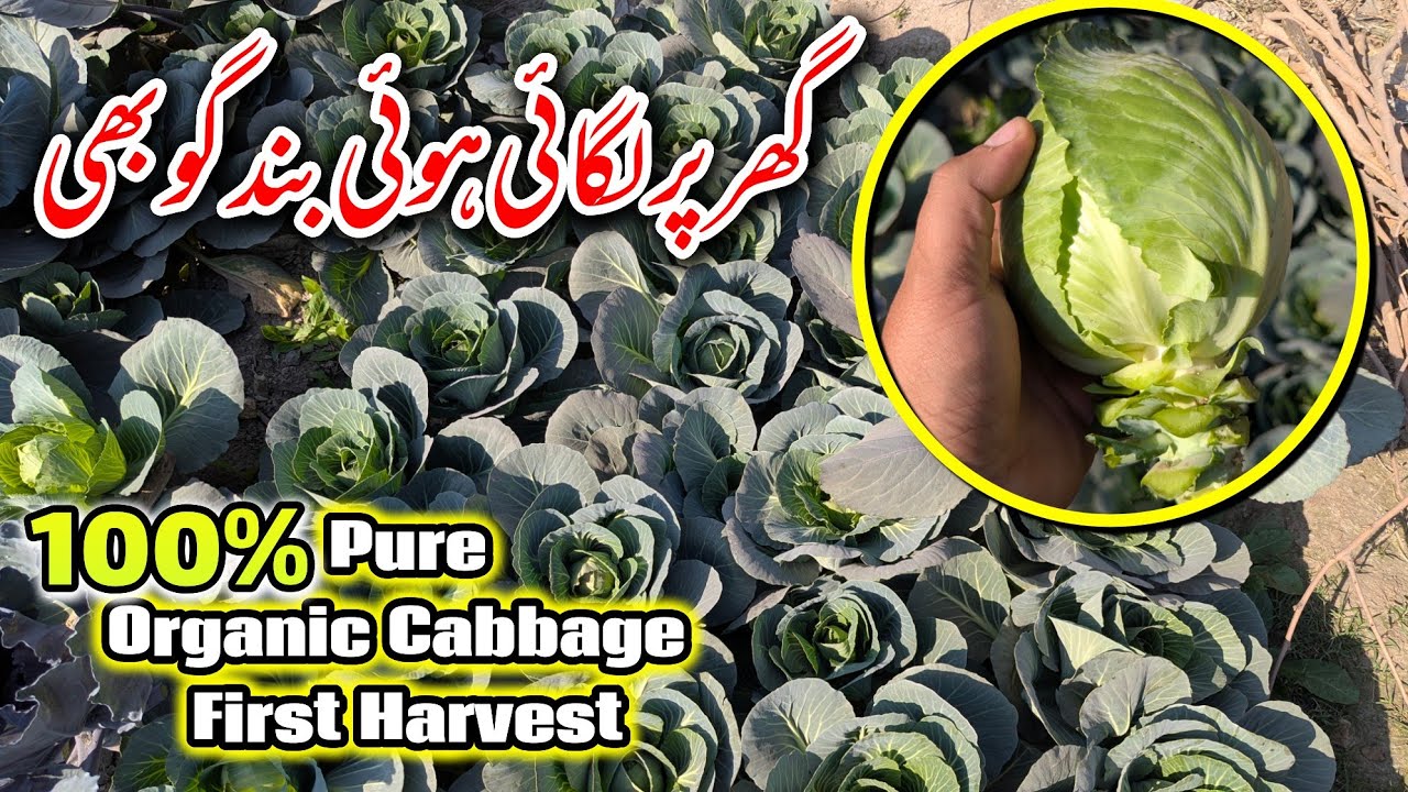 How To Grow Cabbage At Home | Mr Planter