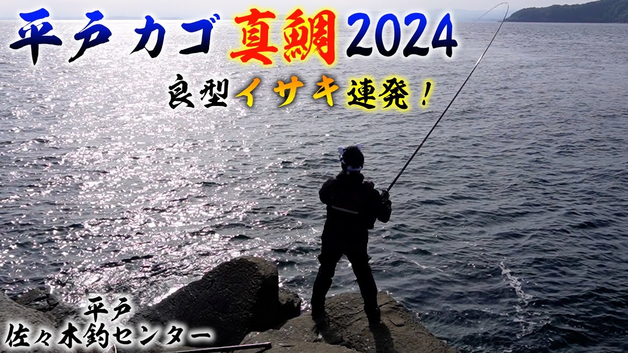 【平戸カゴ真鯛2024】突然弾けるライン！カゴで仕留める真鯛！良型イサキ連発！