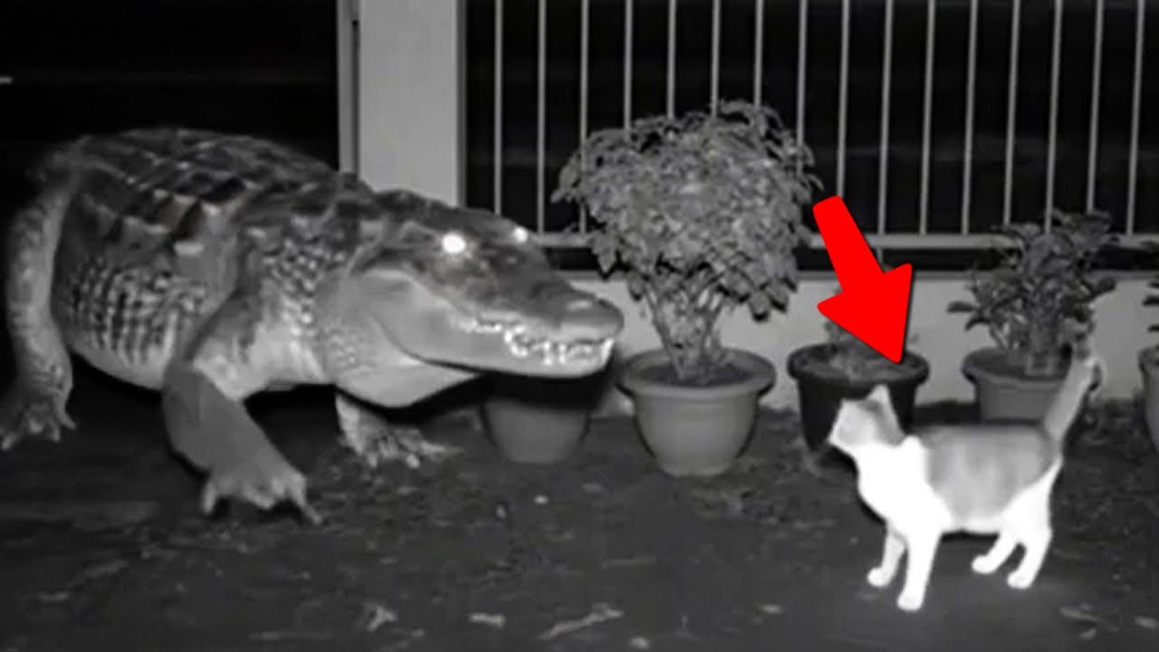 Cuando los Animales Se Metieron con el Adversario Equivocado