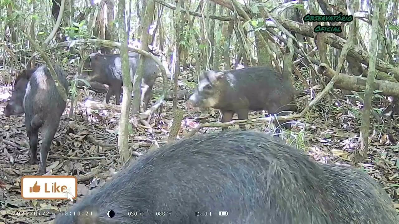 Filmei vários animais no carreiro @observatoriooficial8815
