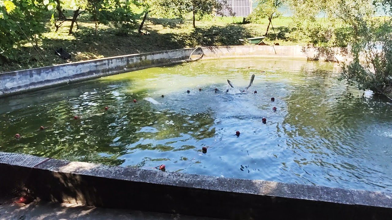 AM PESCUIT CU NĂVODUL ÎN IAZ 🐟PRIMA RECOLTA DE ARDEI🌶️
