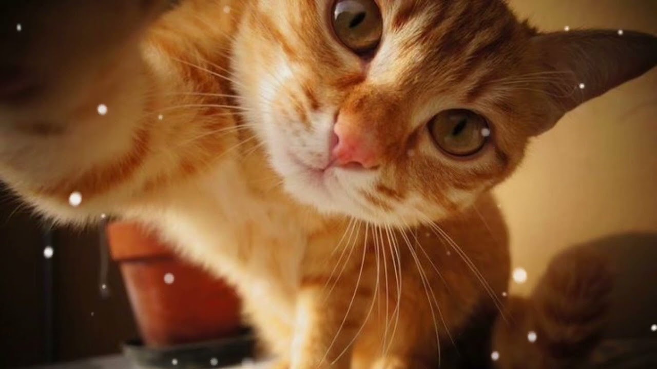 Tập Trung 100% Vào Bản thân || Subliminal