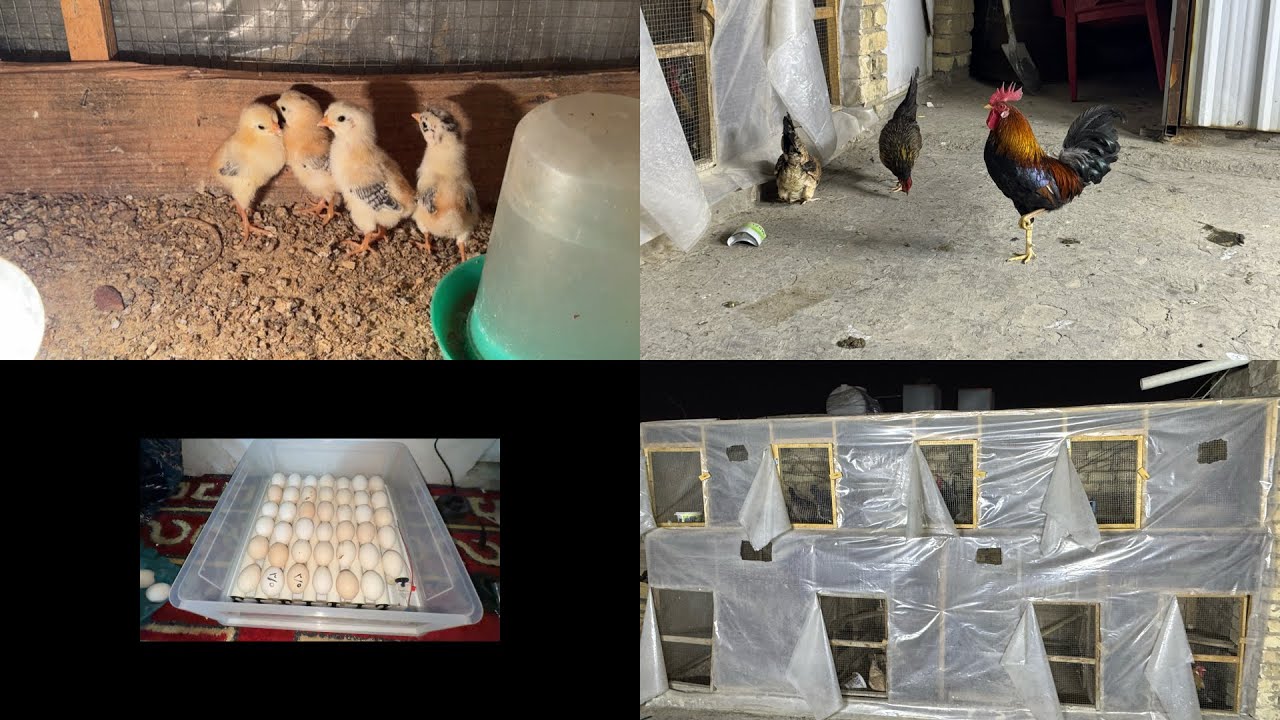 يوميات المحميه 🔥+دخلنه وجبه مال بيض🥚 التفقيس 