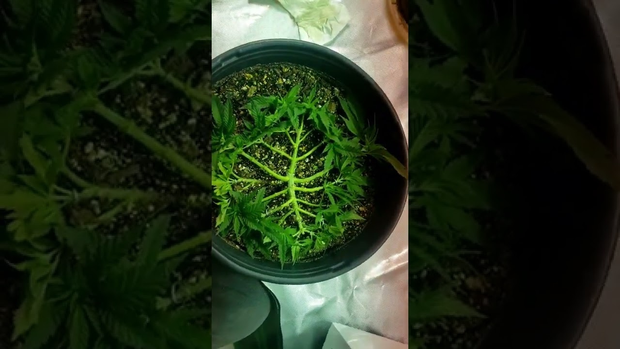How I train/ lST my plants in the early stages of growth. plants are both LSD from barneys farm