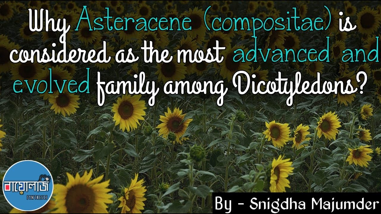 Why Asteraceae is the most evolved family among the dicotyledons? by Biology synthesis