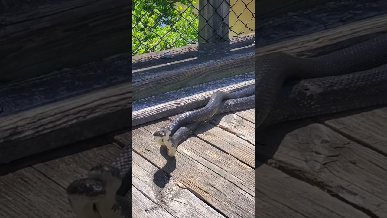 Black Rat Snakes mating on the New River Trail