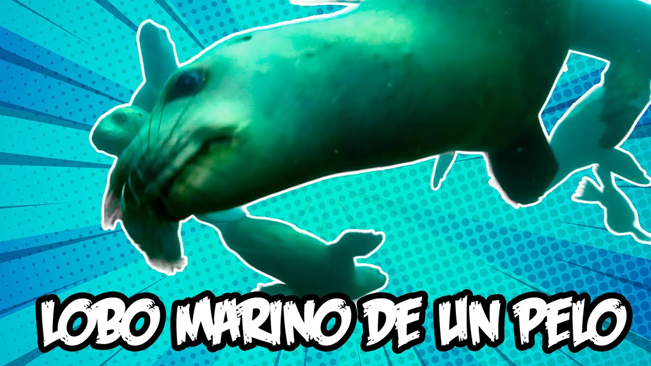 Lobo Marino de un pelo | Animales chilenos superasombrosos - T2E9