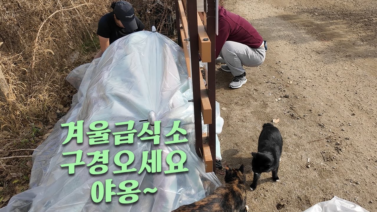 추워지기 전 겨울급식소 포근,아늑하게 정비했어요. 길냥이 돌봄 이야기