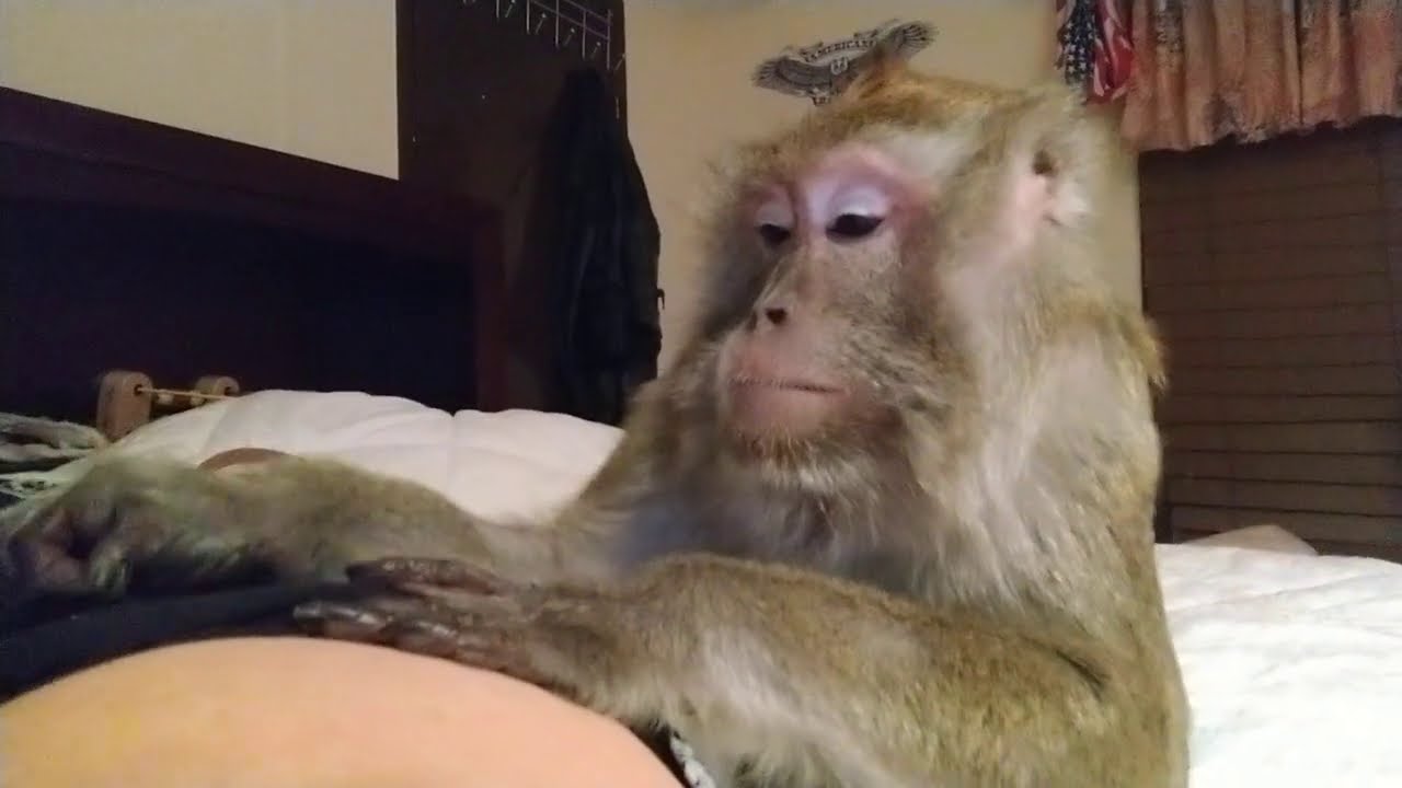 Bugs Bullock Grooming Master ASMR