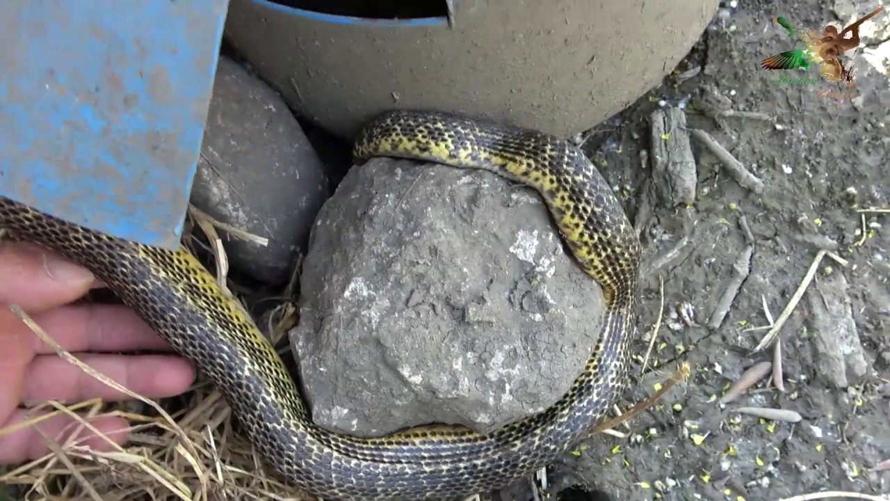 Ağlara takılan Yılanı kurtardık🐍