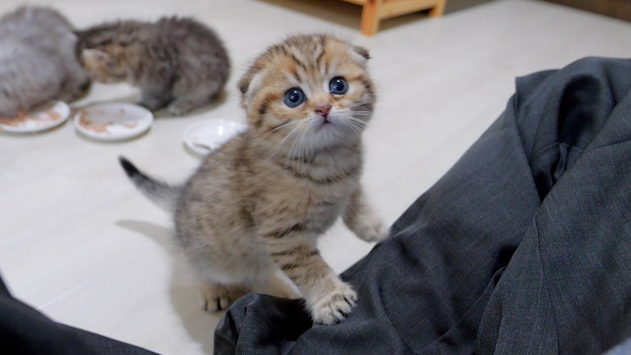 Котята, которые всегда балуют своих хозяев после еды, такие милые!