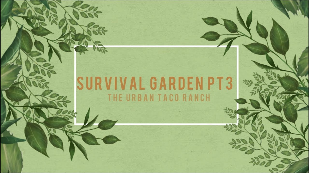 Urban Gardening pt 3