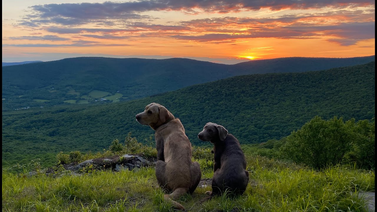 Getting a dog for my dog