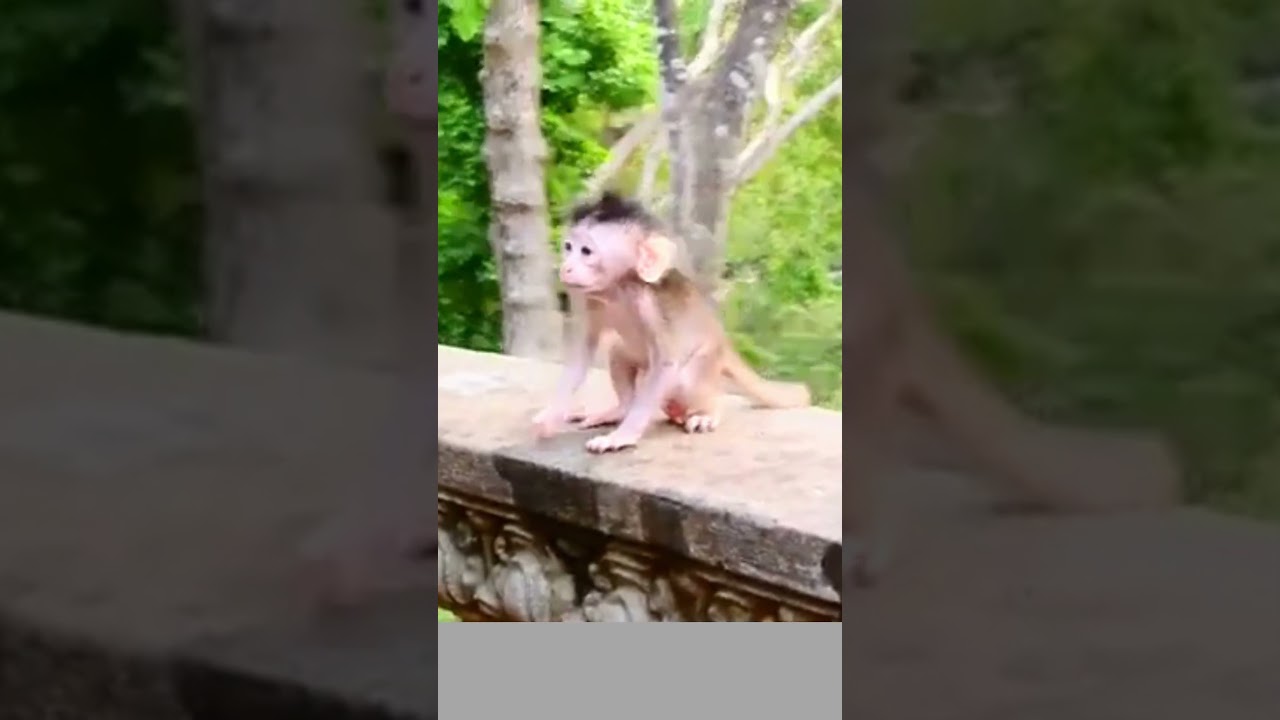 BABY MONKEY FELL DOWN 