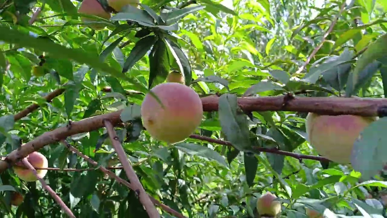 Cuanto dura el ciclo Productivo de la Planta de Durazno!