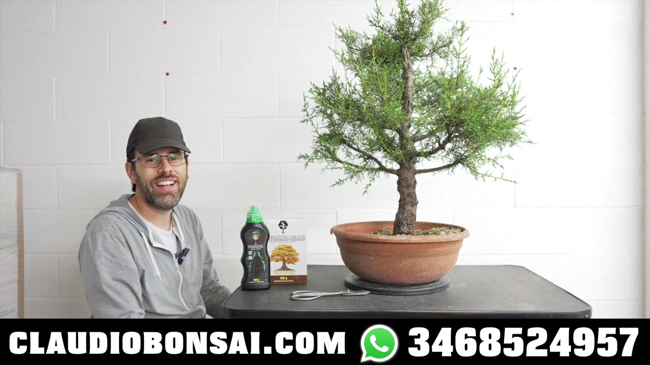 QUALI RAMI TENERE PER IMPOSTARE IL PRE BONSAI