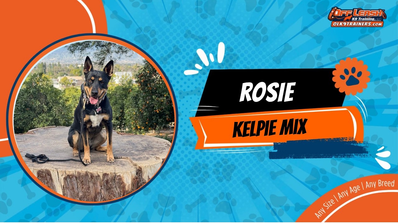 Kelpie 🐶🦮Off leash Dog Training / Obedience Training 🦮🐶