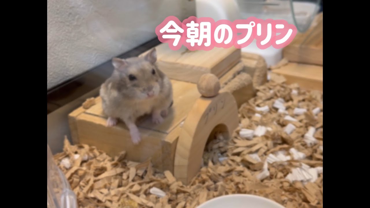 今日も手乗りしてくれました【ハムスターの日常】