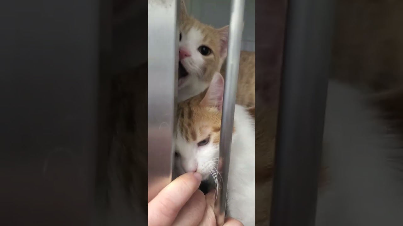 Цветочек и Амандочка #cat 