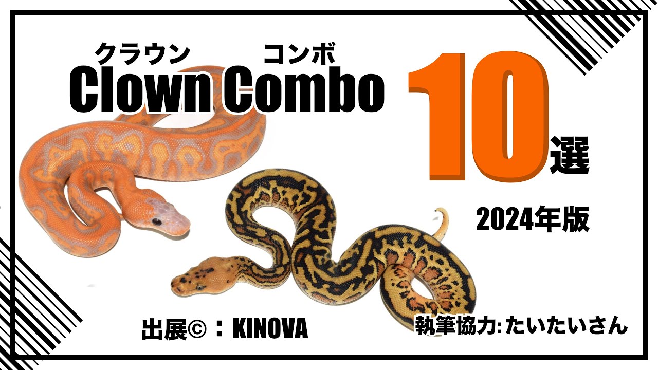 ボールパイソンの聞き流し おすすめコンボ クラウン10選 2024年版