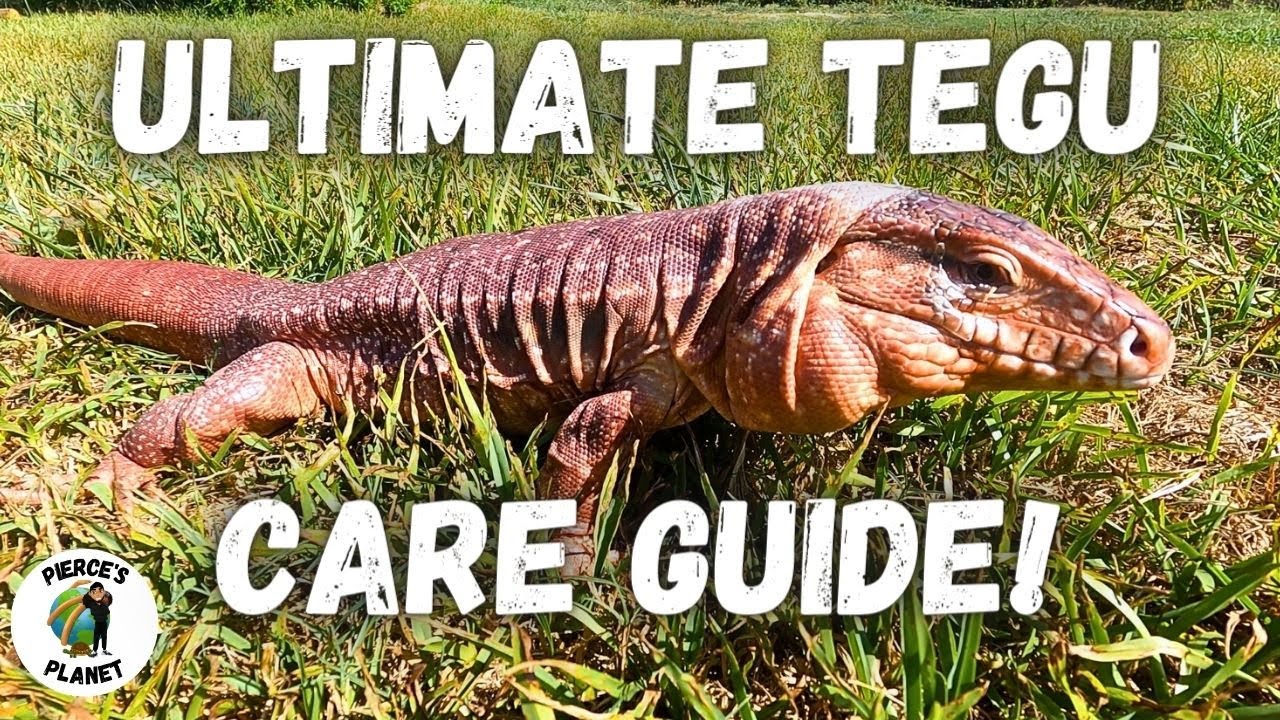 Everything You Need To Know About Tegus! A Care Guide