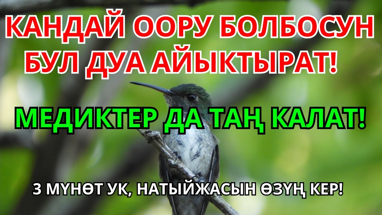 🕌 ПАЙГАМБАРЫБЫЗДЫН КЕРЕМЕТИ: 5 Мүнөттө Шыпаа Берүүчү Ыйык Дуба