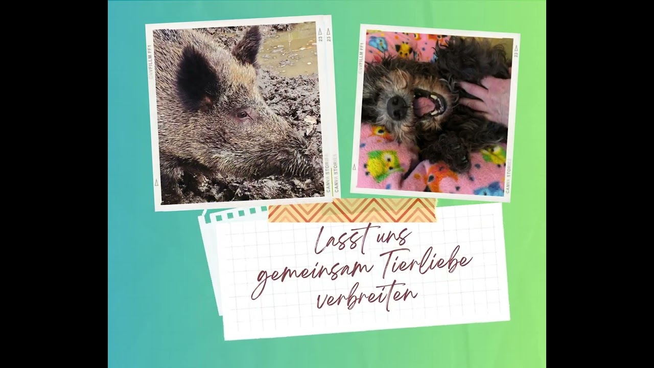 🐾Deine wöchentliche tierische Inspiration🐾